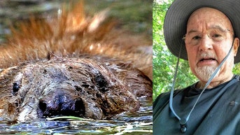 Angry beaver attacks man