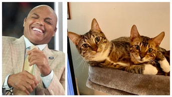 d5055569-Barkley Cats