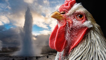 4f2a854f-Chicken geyser