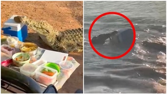 A crocodile steals a cooler during picnic in awesome viral video. (Credit: Screenshot/Facebook Video https://www.facebook.com/watch/?v=436167358705764)