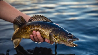 d57c6bc9-Walleye Fish Held Over The Water