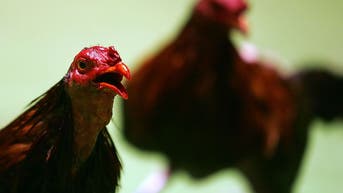 b4845648-Cockfighting in Puerto Rico