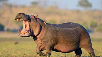 Hippo
