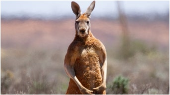 A man in Australia fought a kangaroo that was attempting to drown his dog. Watch the incredible video of the incident. (Credit: Getty Images)