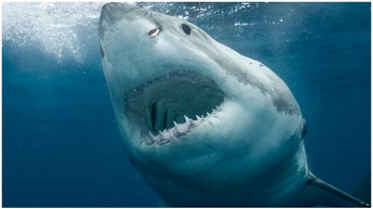 A viral video shows a great white shark absolutely pulverizing a seal near Provincetown. Watch the horrifying video. (Credit: Getty Images)