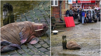 Fireworks Walrus