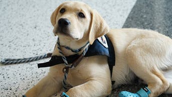 old-dominion-service-dog-hudson-virginiajpg