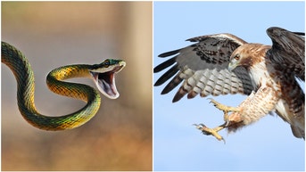 Snake and Hawk