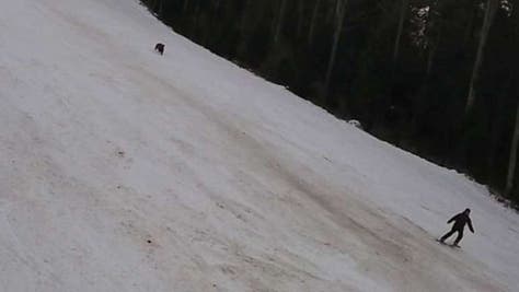 Bear chases skier Romania