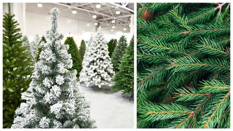 FAKE AND REAL CHRISTMAS TREES