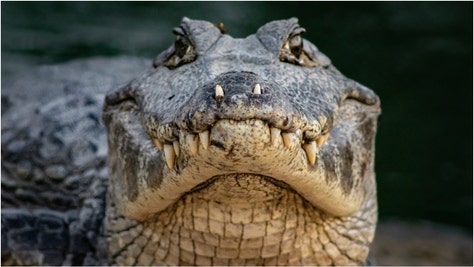 A massive crocodile was caught on film in Malaysia. Watch the shocking and stunning animal thunderdome video. (Credit: Getty Images)