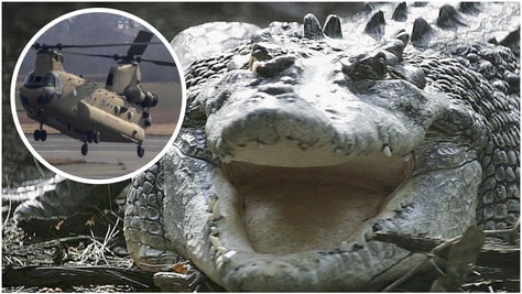 A military helicopter is believed to have sparked a massive crocodile sexfest in Australia. What happened to cause it? (Credit: Getty Images)