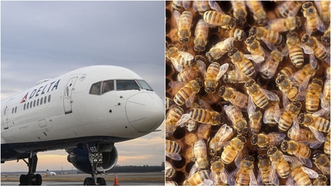 081c40c0-Delta-Bee-swarm