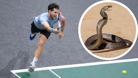 Deadly Snake Interrupts Match At Brisbane International in Australia