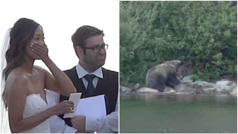 Grizzly-Bear-Wedding