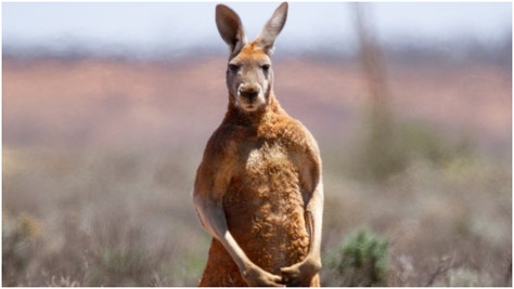 A man in Australia fought a kangaroo that was attempting to drown his dog. Watch the incredible video of the incident. (Credit: Getty Images)