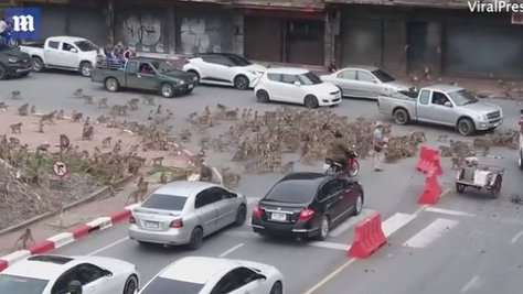 Thailand street monkeys fight video