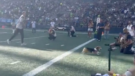 Corgi race Seattle