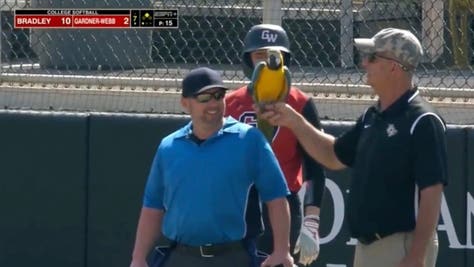 Parrot At Softball Game