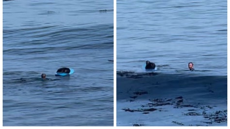 Sea-Otter-Surfboard