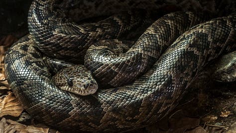 Cops save a man's life from a snake (Photo by: Arterra/Universal Images Group via Getty Images)