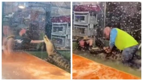 Zoo Guest Wrestles Alligator After It Bites Handler's Arm