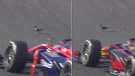 Pigeon Somehow Evades Death Walking On F2 Track Mid-Race