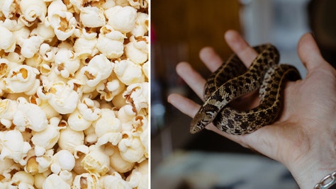 Virginia Woman Finds Large Snake Inside Popcorn Bag At Grocery Store