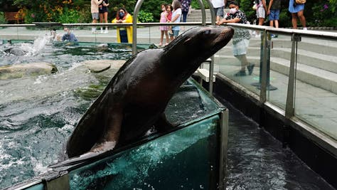 Sea Lion In Central Park