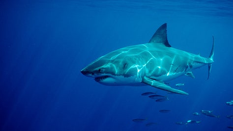 a2195fd7-shark