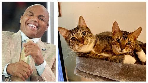 d5055569-Barkley Cats