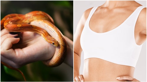 Corn Snake and Bra