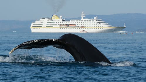Whale swallows man whole