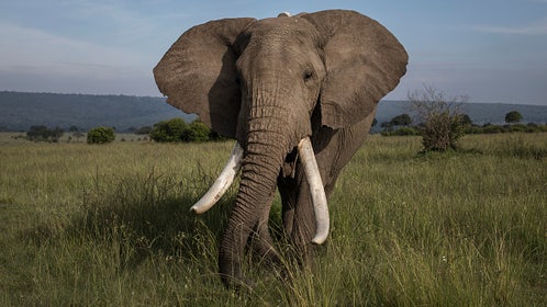 bead60f3-Drop In Wildlife Tourism Dents Conservation Funding In Kenya