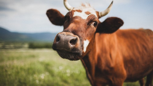 Funny portrait of cow close up