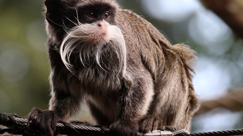 Emperor Tamarin in a zoo