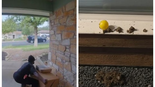 6170b9b4-Porch-Pirates-Poop