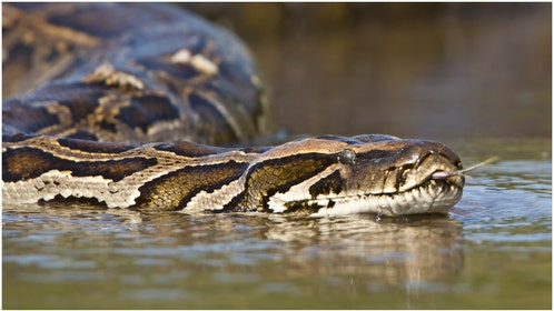 A pair of Florida men successfully captured the world's largest record Burmese python. The python was 19-feet long. (Credit: Getty Images)