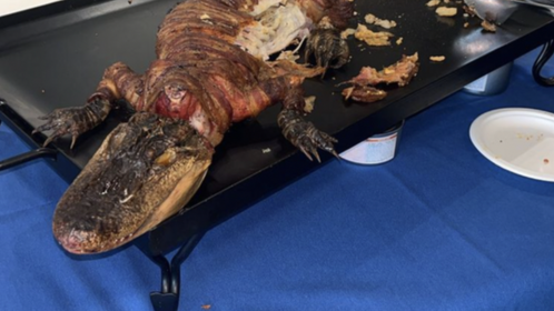 Gator at Kentucky celebration