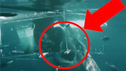 Shark (Credit: Screenshot/YouTube Video https://www.youtube.com/watch?v=ANwP8xC7C2o)