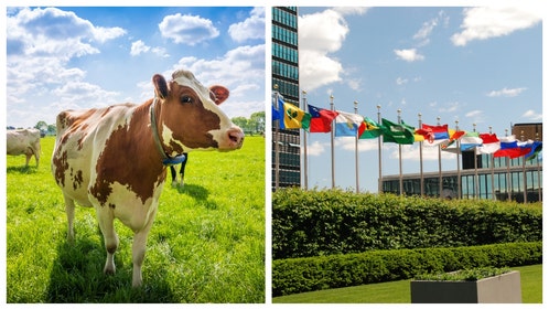 UNITED NATIONS CLIMATE CHANGE