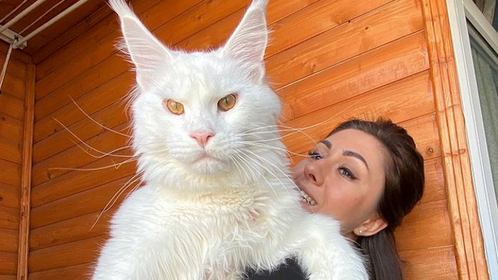 World's Largest Maine Coon Kitten