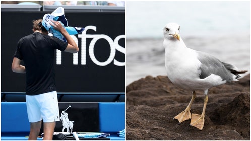 d4cb5b4d-Zverev-Seagull-_