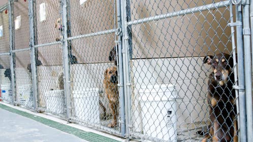 229a549d-Dogs Awaiting Adoption