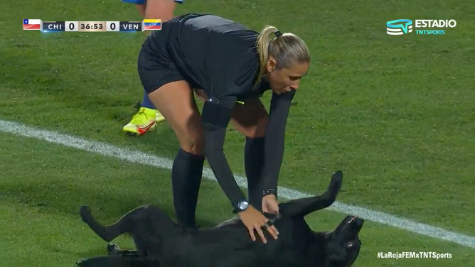 Dog interrupts soccer match belly rubs video