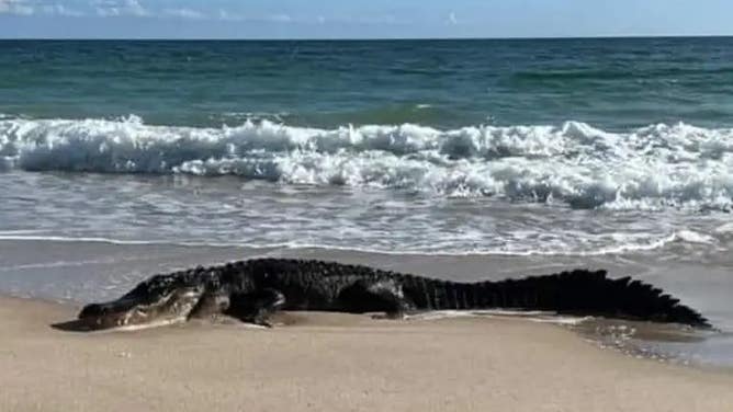 10-Foot Alligator At Florida Beach