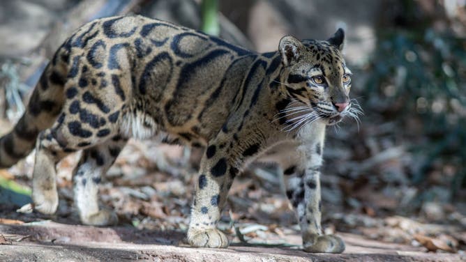 Clouded Leopard shuts down Dallas Zoo.
