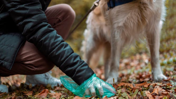 Dog Poop Felony