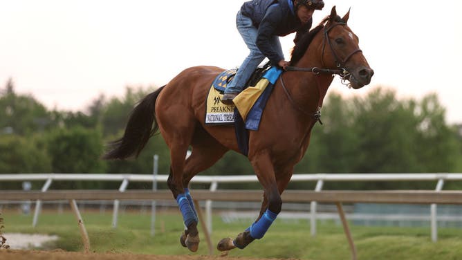 National Treasure goes over the track during a training session ahead of the 148th Running of the Preakness Stakes at Pimlico Race Course in Baltimore, Maryland.