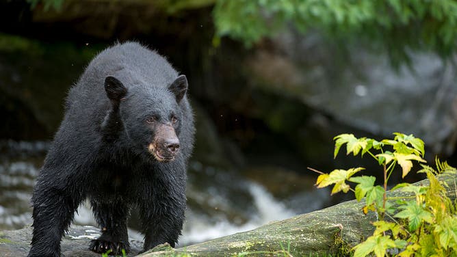 Three-Legged Bear Breaks Into Florida Home, Enjoys White Claws ...